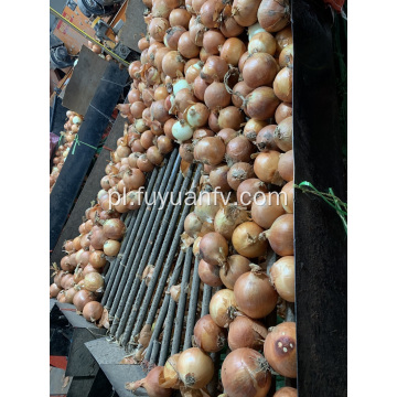 żółta cebula na rynek w Indonezji